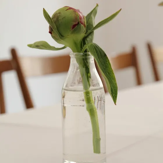 Eine Pfingstrosenknospe in einer Glasflasche auf einem hellen Tisch, dahinter Holzstühle