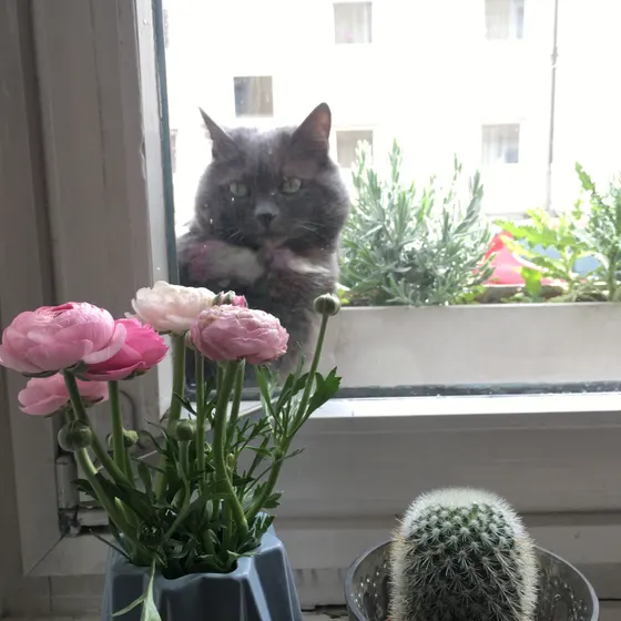 Eine graue Katze sitzt auf der Fensterbank, davor rosa Ranunkeln und ein kleiner Kaktus