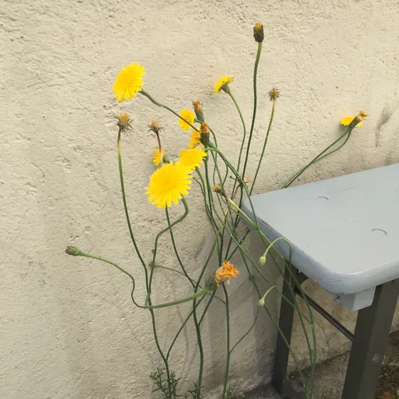 Gelbe Wiesenblumen in einer Vase vor einer weißen Wand, daneben eine Tischkante